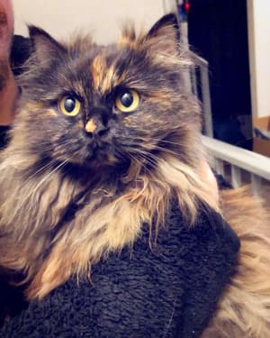 Picture of Pepper