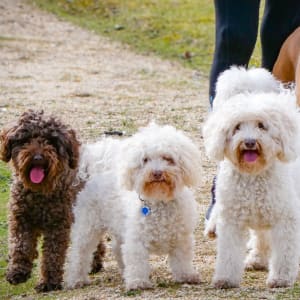 Picture of Chase,Jensen,Sebastian,Mozzie and Shakira