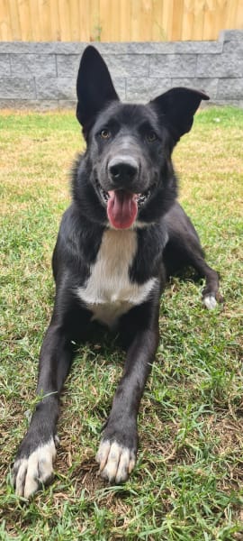Picture of RALPH