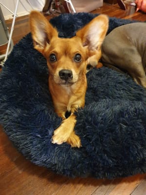 Picture of Lola