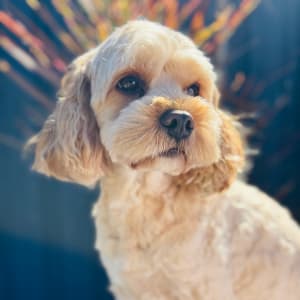 Picture of Frederick