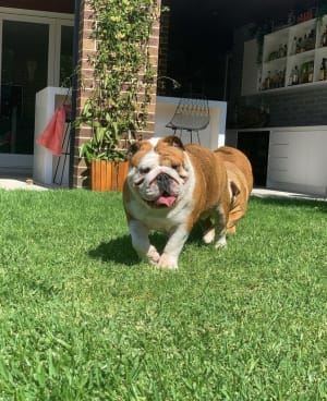 Picture of Honey