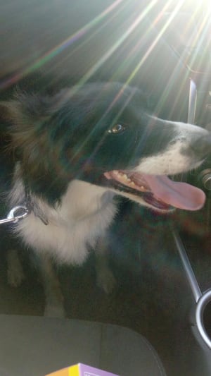 Picture of lassie 