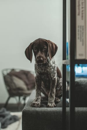 Picture of Willow