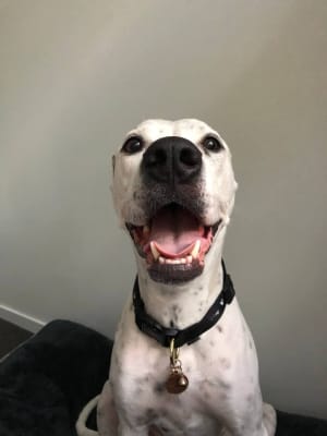 Picture of Bailey