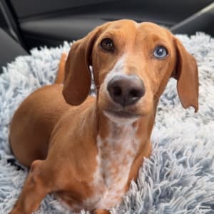 Picture of Frankie