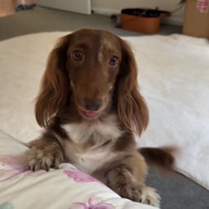 Picture of Stormè