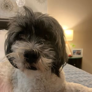 Picture of Frankii