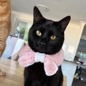 Picture of Camembert