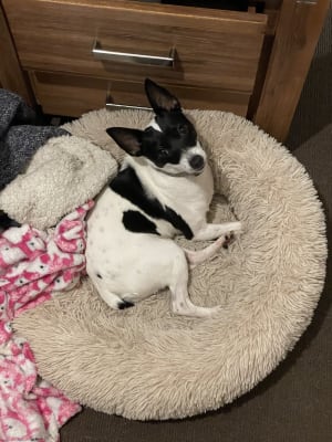 Picture of Lola