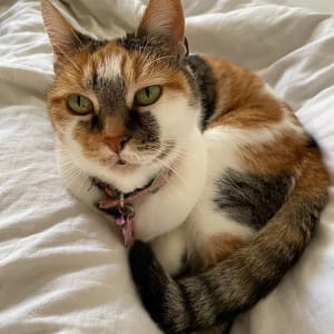 Picture of Squiggles