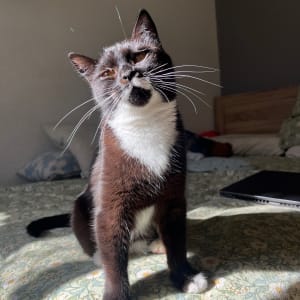 Picture of Pickle