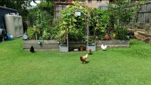 Picture of The Chookies