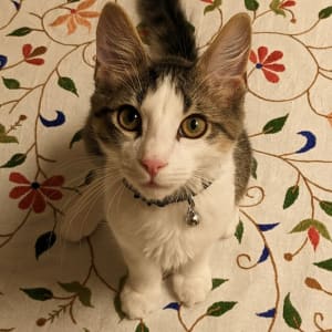 Picture of Noodles
