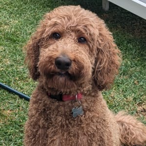 Picture of Paddington