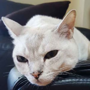 Picture of Maxi