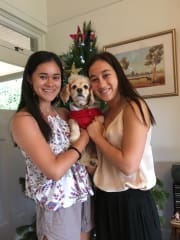 Cat Boarding Canberra 95 Pet Sitters Madpaws
