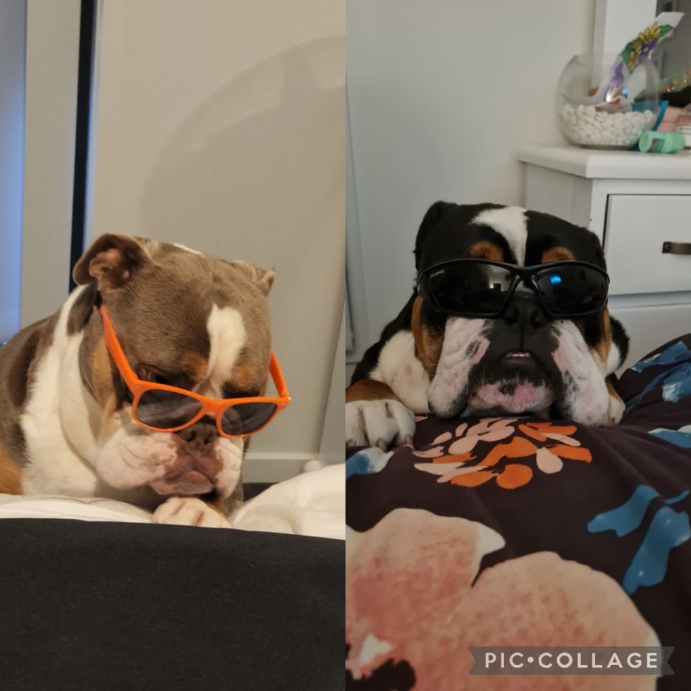 Photo in Sitter's gallery