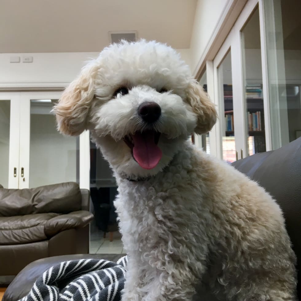jeannene a pet sitter in ascot vale vic mad paws dog siter