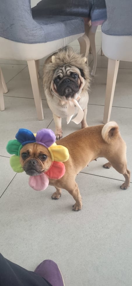 Photo in Sitter's gallery