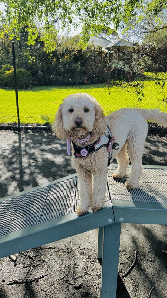 Photo in Sitter's gallery