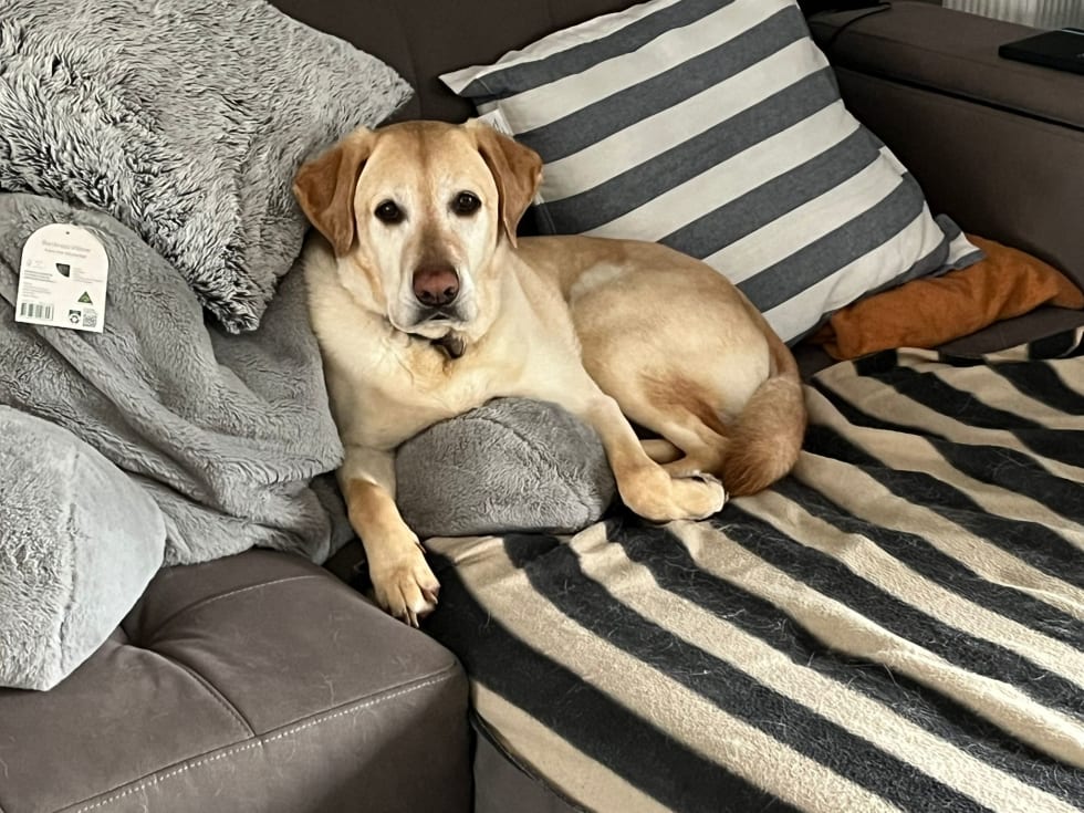 Photo in Sitter's gallery