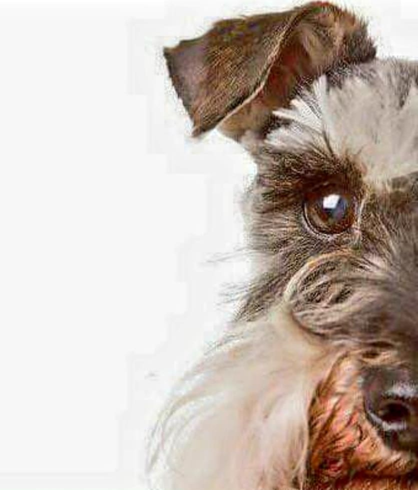 Photo in Sitter's gallery