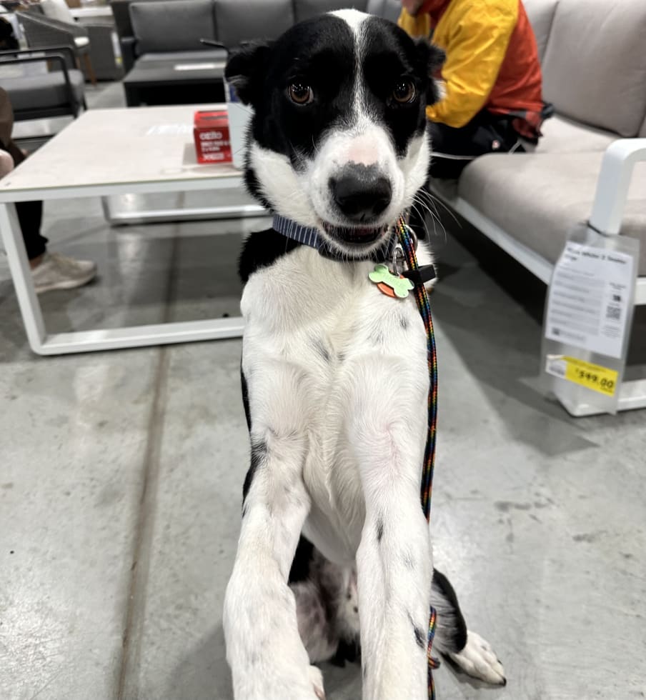 Photo in Sitter's gallery