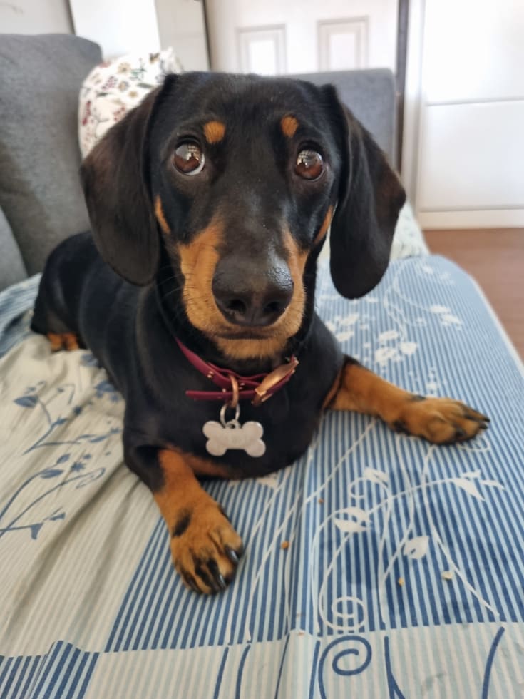 Photo in Sitter's gallery