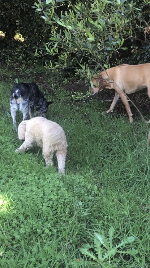 Photo in Sitter's gallery