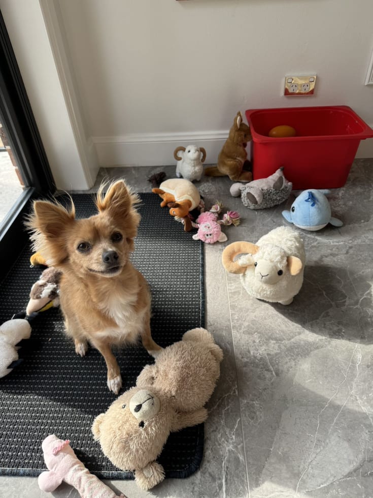 Photo in Sitter's gallery