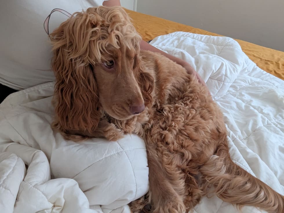 Photo in Sitter's gallery