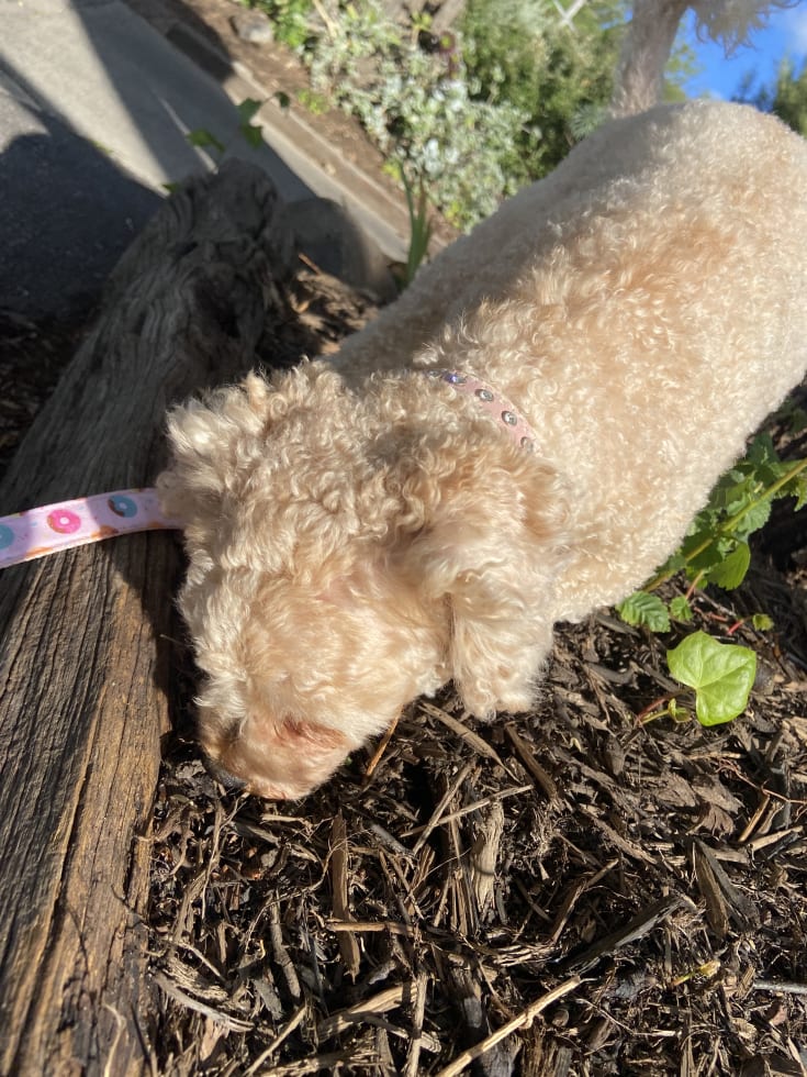 Photo in Sitter's gallery