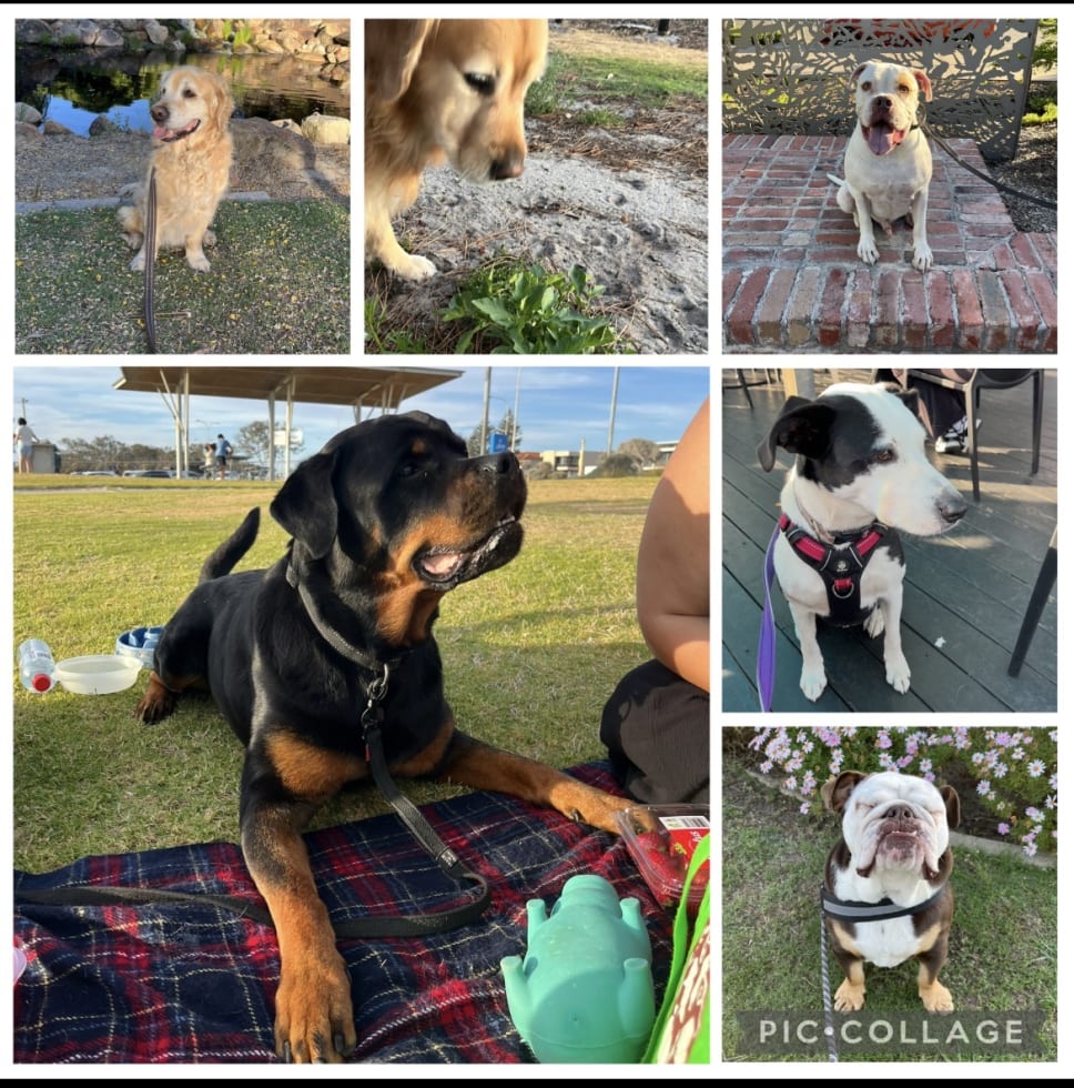 Photo in Sitter's gallery