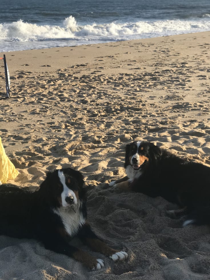 Photo in Sitter's gallery