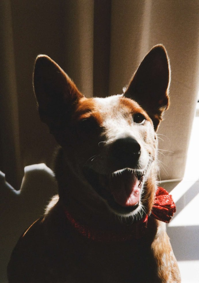 Photo in Sitter's gallery