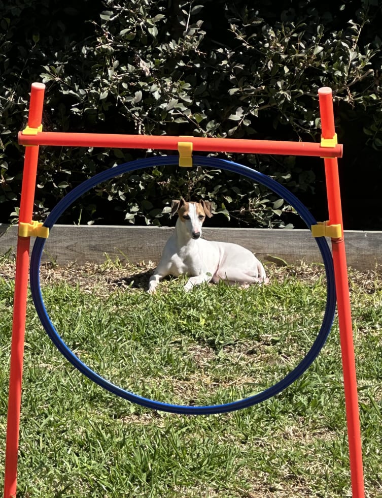 Photo in Sitter's gallery