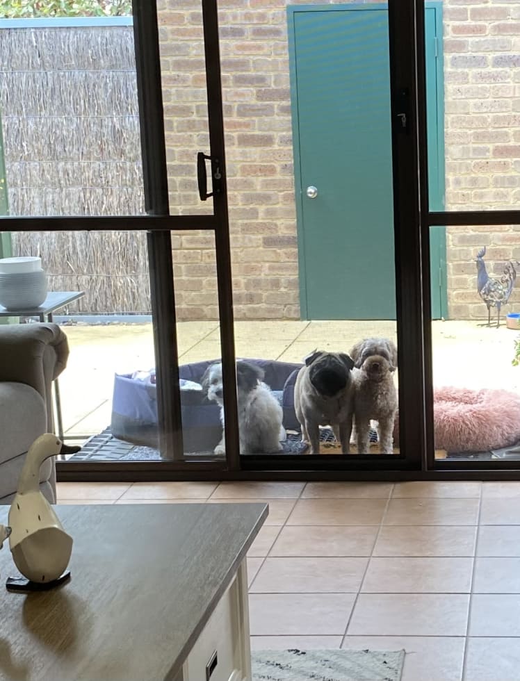 Photo in Sitter's gallery