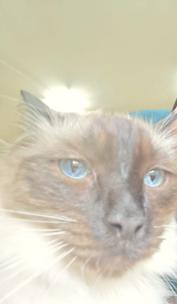 Photo in Sitter's gallery