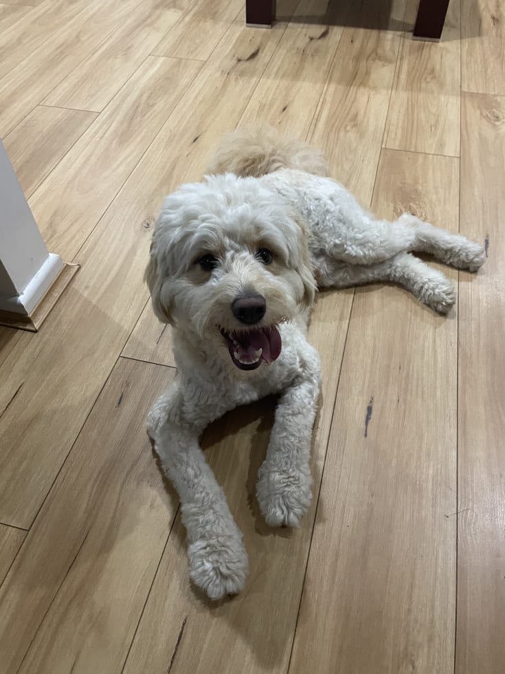 Photo in Sitter's gallery