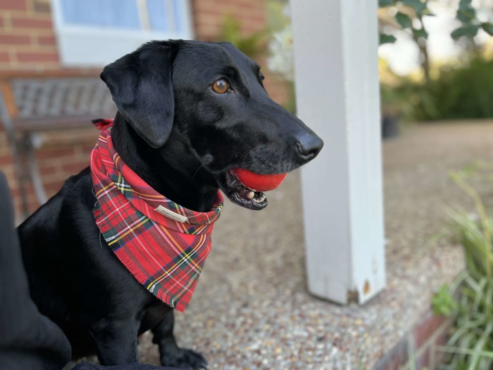 Photo in Sitter's gallery