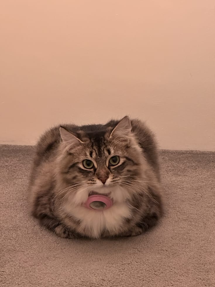 Photo in Sitter's gallery