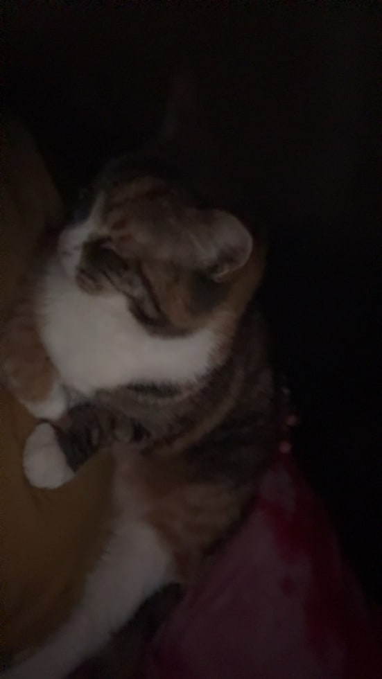 Photo in Sitter's gallery