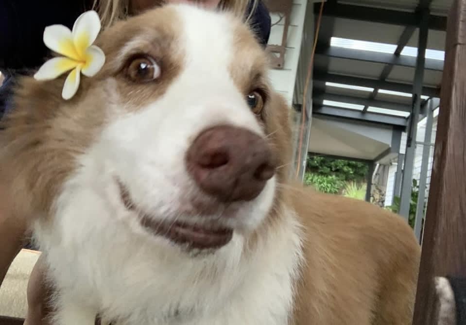 Photo in Sitter's gallery