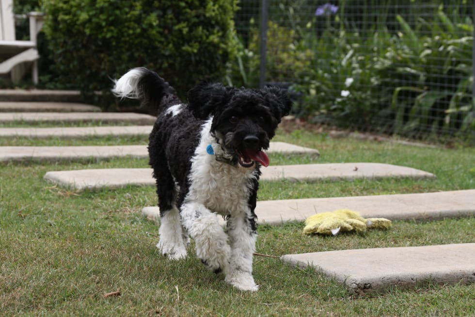 Sharon C Pet Sitter In Buderim Qld Mad Paws