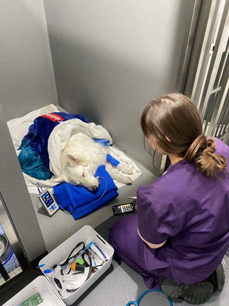 Photo in Sitter's gallery