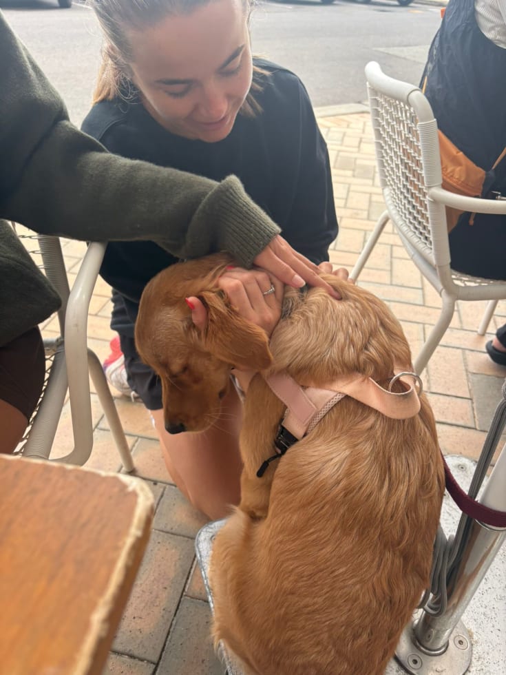 Photo in Sitter's gallery