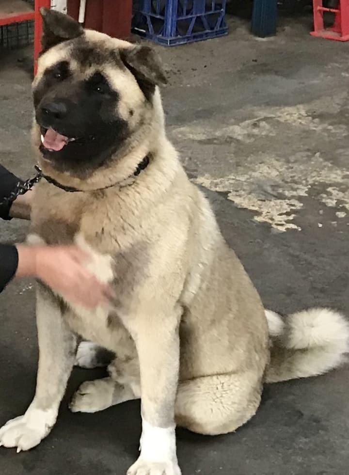 desertraine akitas