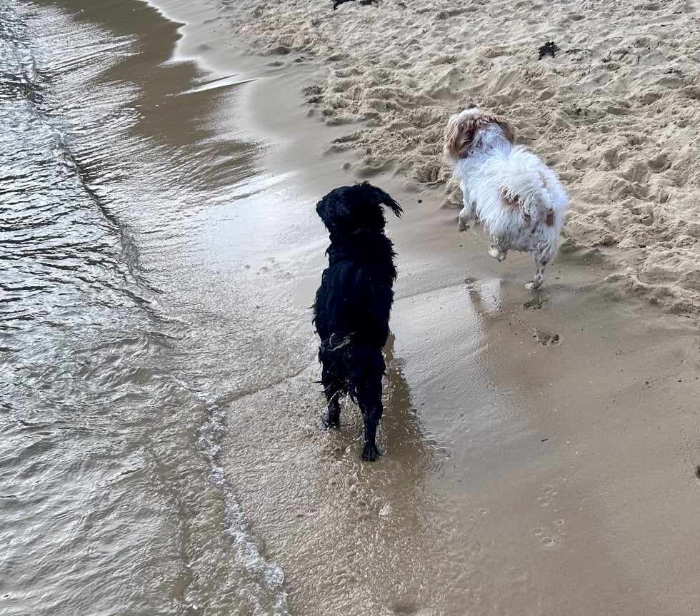 Photo in Sitter's gallery