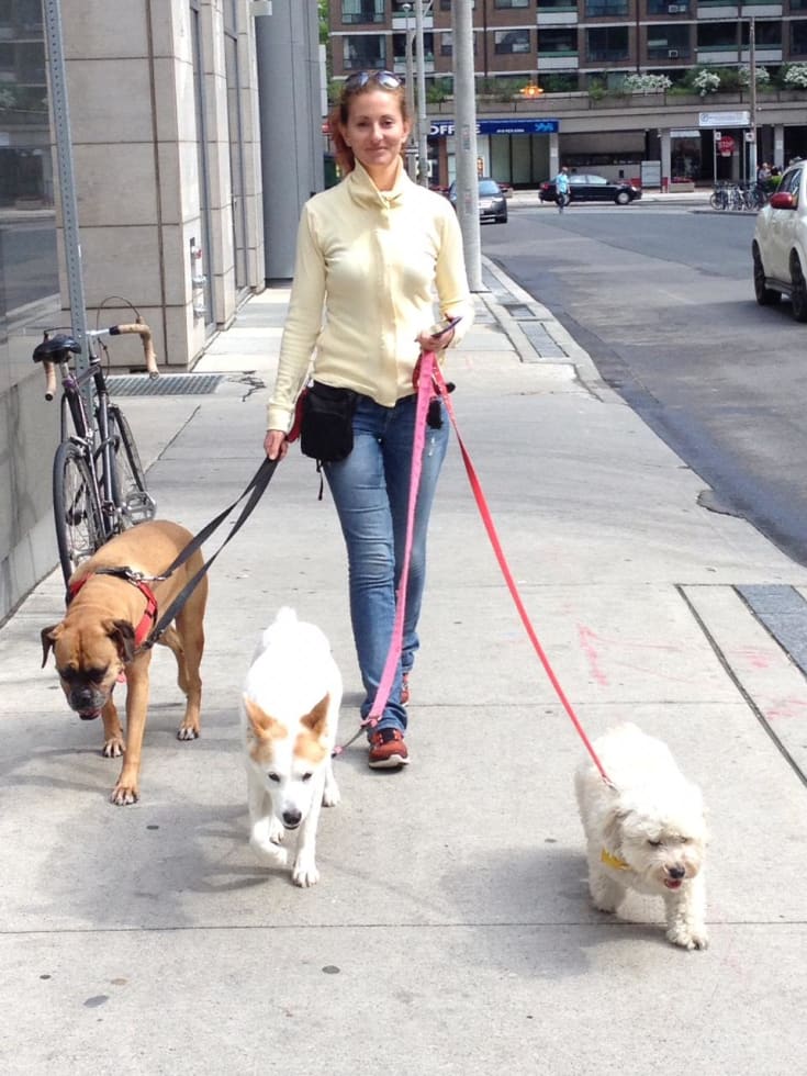 mad paws dog walking